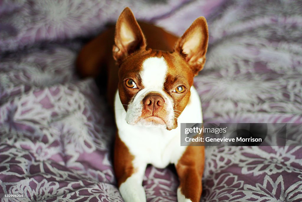 Red Boston terrier laying on purple bed