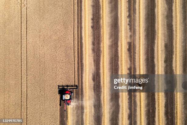 combine harvesting in a field of golden wheat, caledon, canada - grain field stock pictures, royalty-free photos & images