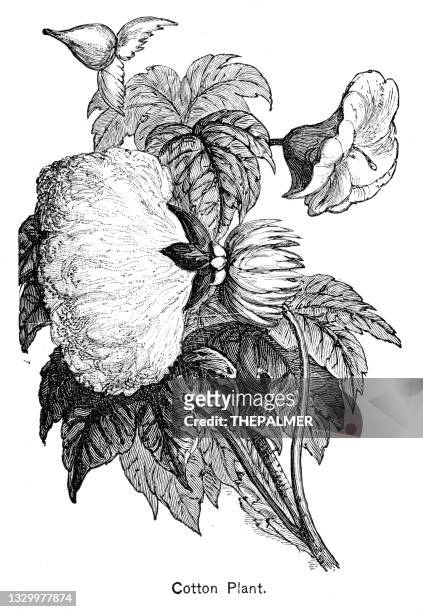 baumwollpflanzengravur 1895 - cotton plant stock-grafiken, -clipart, -cartoons und -symbole