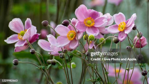 anemone hupehensis var. japonica - ranunculus bildbanksfoton och bilder