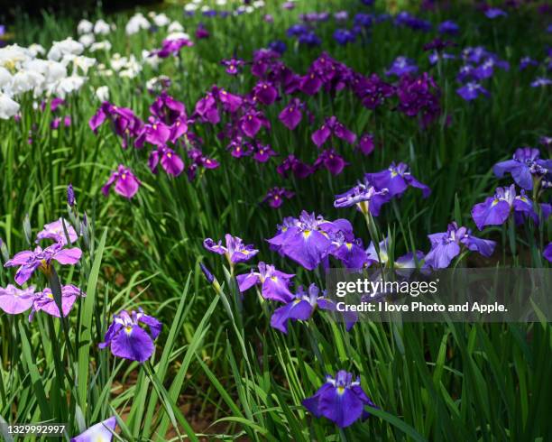 972 Japanese Iris Stock Photos, High-Res Pictures, and Images
