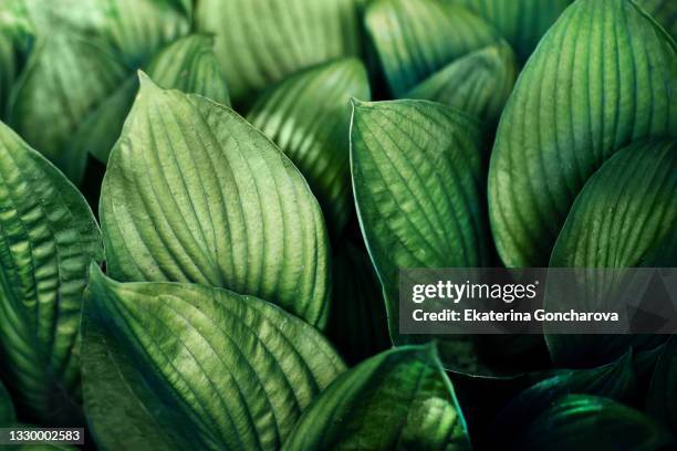 close-up view of the natural large green leaves of the hosta. - hosta stock pictures, royalty-free photos & images