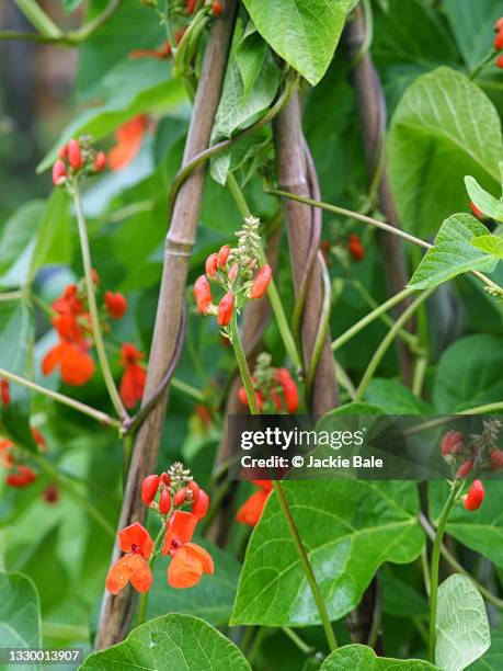 red runner bean blossom - runner beans stock pictures, royalty-free photos & images