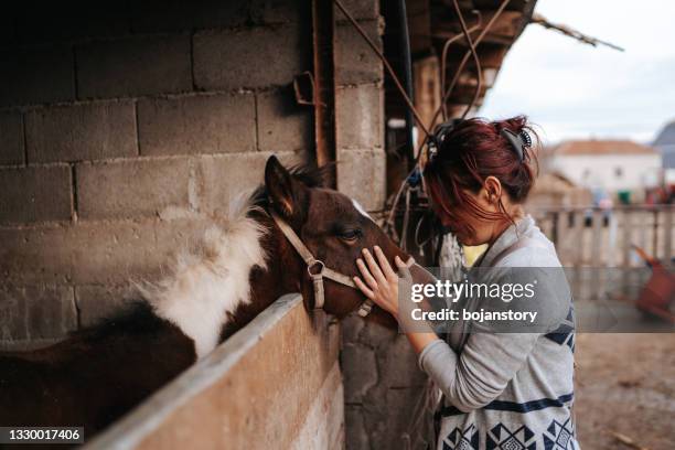 woman stroking her brown foal in stable - animal nose bildbanksfoton och bilder