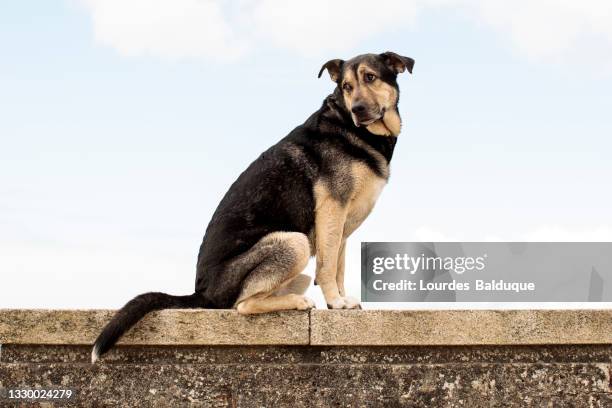 dog portrait by the sea - soltanto un animale foto e immagini stock