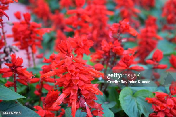 bright red the scarlet sage flowers in full bloom.salvia splendens. lamiaceae family. - red salvia stock pictures, royalty-free photos & images