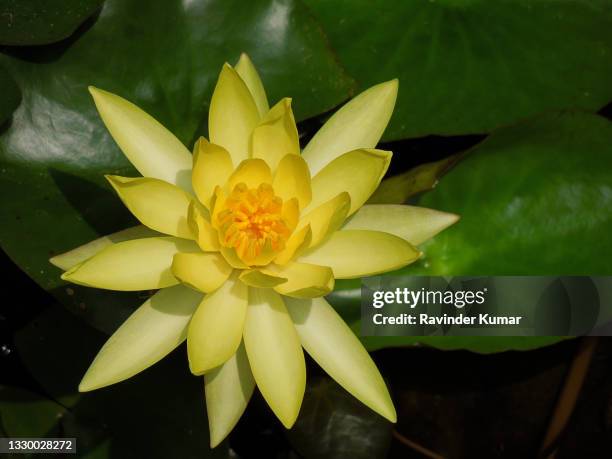 bright vibrant yellow water lily flower  in full bloom. nymphaea mexicana. - rebirth stock-fotos und bilder
