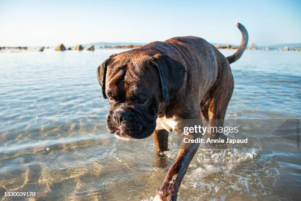 happy dog playing in the ocean water on a very calm and peaceful summer day - boxer dog playing stock pictures, royalty-free photos & images