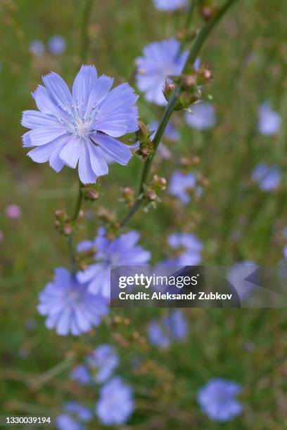 beautiful wild blue or purple flowers blooming in the green grass, in a meadow or pasture, on a sunny summer day. natural background, screensaver or wallpaper on the screen and display of the phone. - chicory stock pictures, royalty-free photos & images