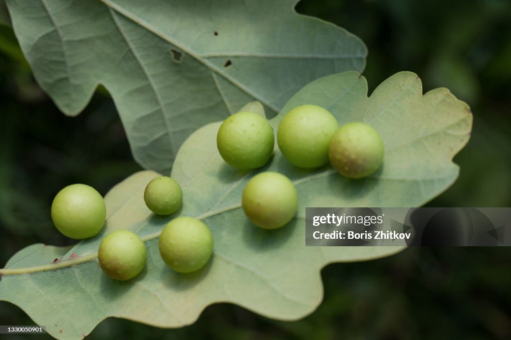 Oak galls.