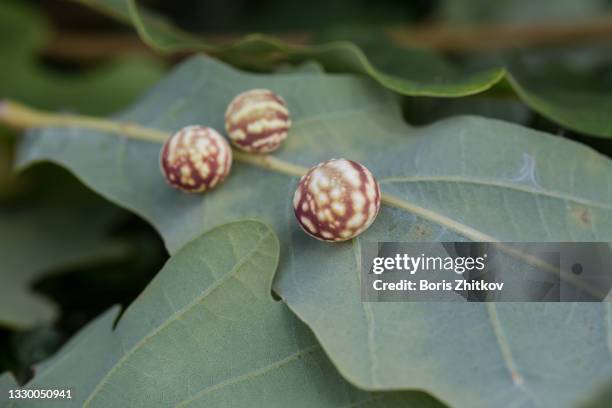 oak galls. - blattgalle stock-fotos und bilder