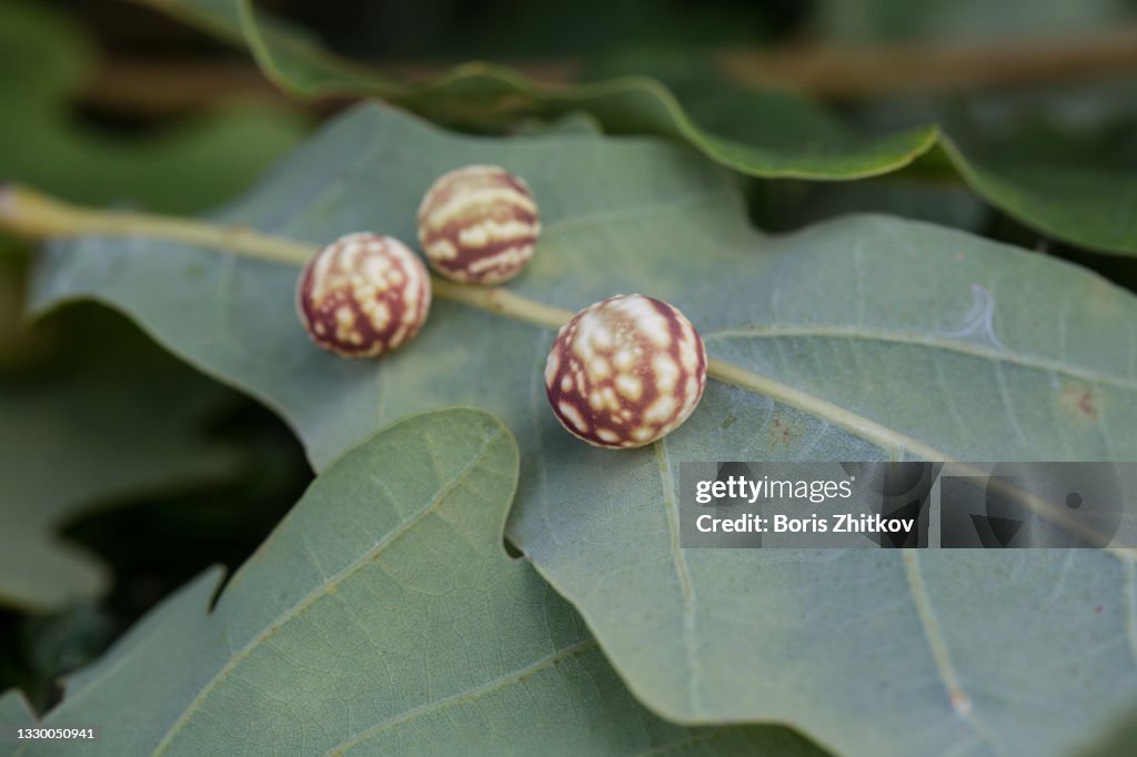 Oak galls.