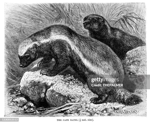 the cape ratel or honey badger engraving 1893 - honey badger stock illustrations