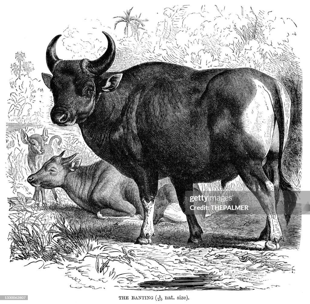 The banteng bull engraving 1893