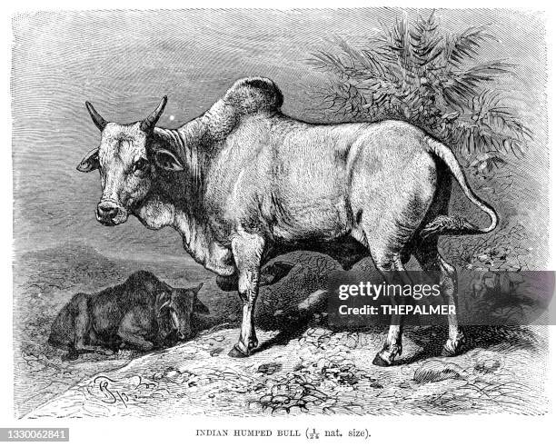 ilustrações de stock, clip art, desenhos animados e ícones de indian humped bull or zebu engraving 1893 - corcunda