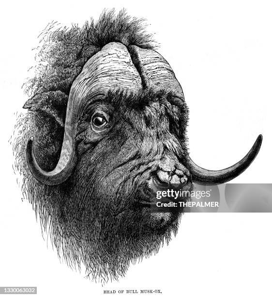 musk ox head engraving 1893 - musk ox stock illustrations