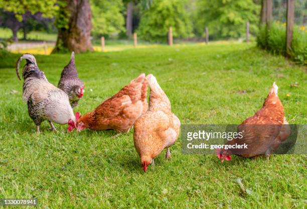 gruppe von freilandhühnern auf nahrungssuche - henne stock-fotos und bilder