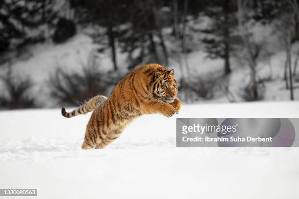 the close up view of siberian tiger (panthera tigris altaica) jumping and running through snow - tiger running stockfoto's en -beelden