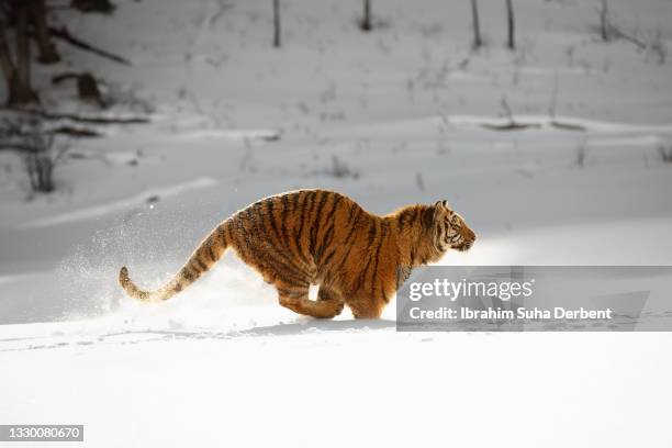 siberian tiger (panthera tigris altaica) is running through snow - an american tail stock pictures, royalty-free photos & images