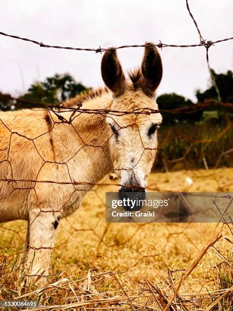 an old donkey on the farm. - jackass images - fotografias e filmes do acervo