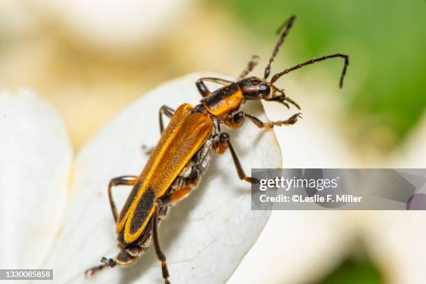 Insect Solider 353 Cantharis Rustica Stock Photos, High-Res Pictures, and Images ...