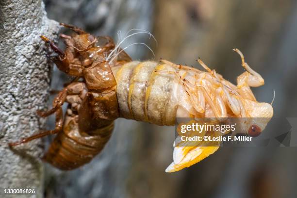 Cicata Shell 266 Cicada Shells Stock Photos, High-Res Pictures, and Images - Getty ...