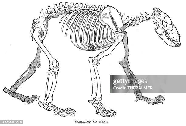クマ彫刻の骨格 - 動物の骸骨点のイラスト素材／クリップアート素材／マンガ素材／アイコン素材