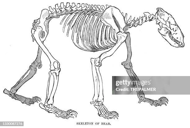 skeleton of bear engraving 1896 - skeleton stock illustrations