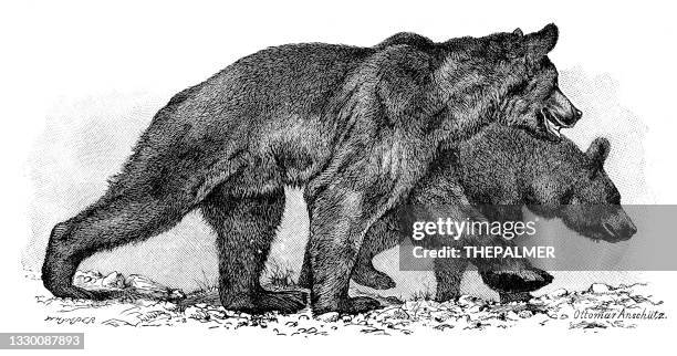 279 fotos e imágenes de Bear Etching - Getty Images 279 fotos e imágenes de Bear Etching - Getty Images
