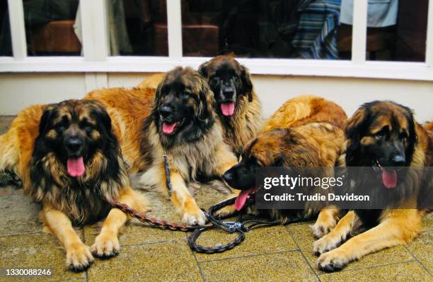 five dogs - leonberger stock pictures, royalty-free photos & images