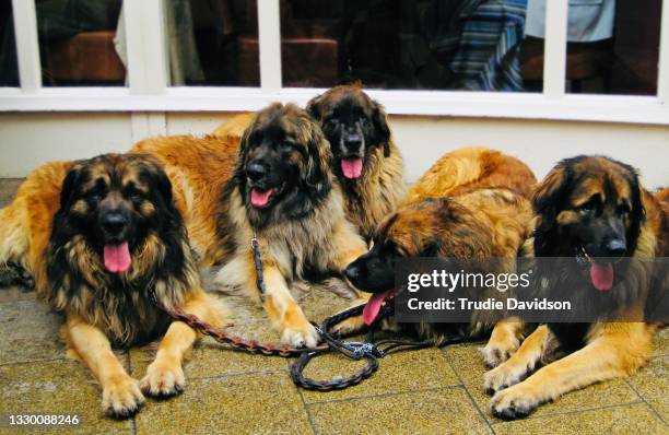 five dogs - leonberger bildbanksfoton och bilder