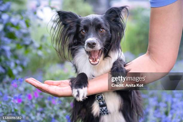 a dog that learns tricks - papillon dog fotografías e imágenes de stock