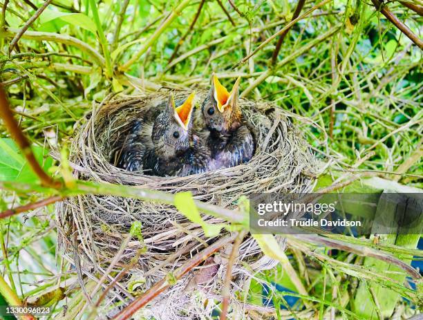 blackbird nest - bird nest bildbanksfoton och bilder