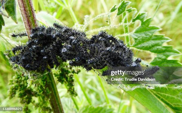 peacock caterpillars - paon de jour photos et images de collection