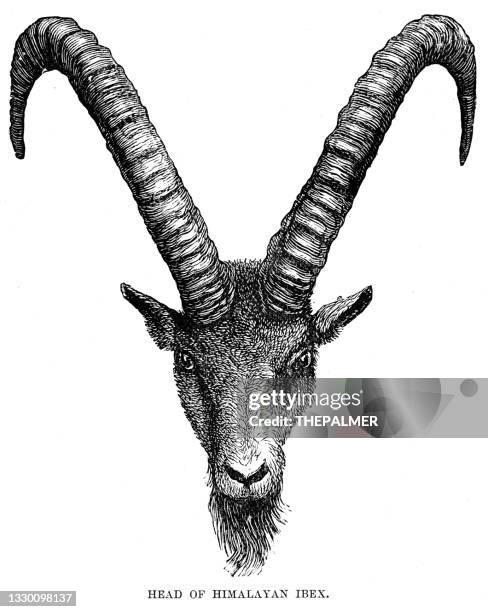 stockillustraties, clipart, cartoons en iconen met head of himalayan ibex goat engraving 1896 - steenbok geit