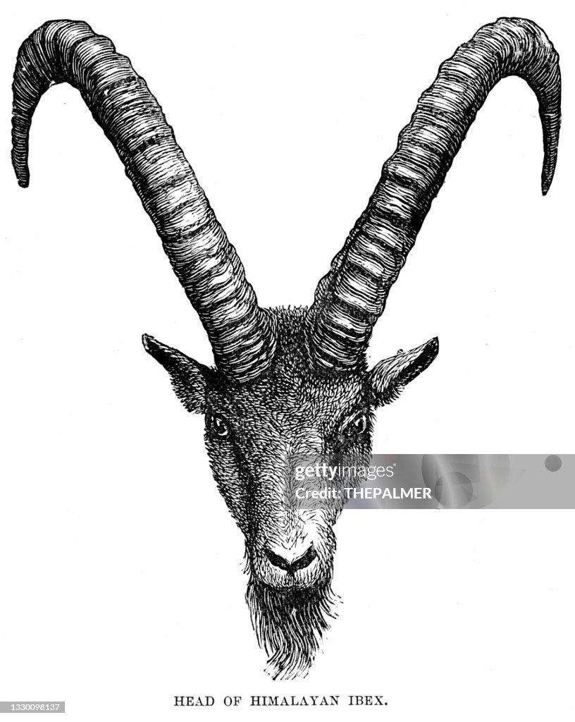 Head of Himalayan ibex goat engraving 1896