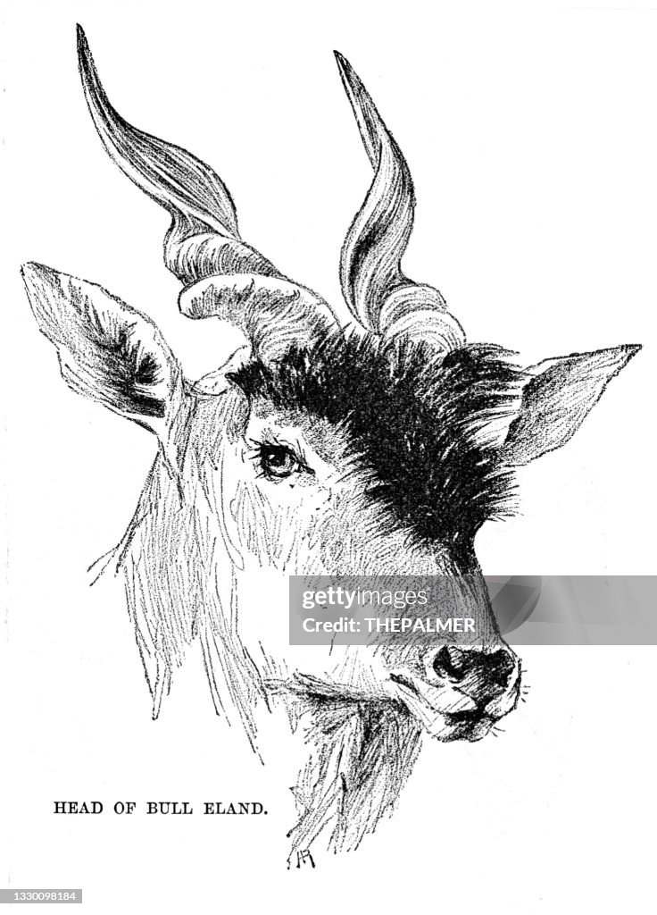 Head of bull Eland antelope engraving 1896