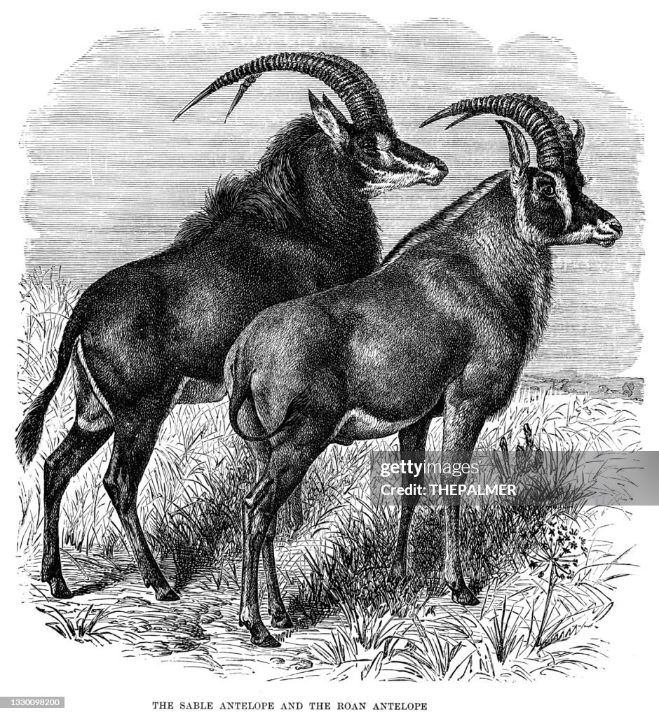 Boan and Sable antelopes engraving 1896