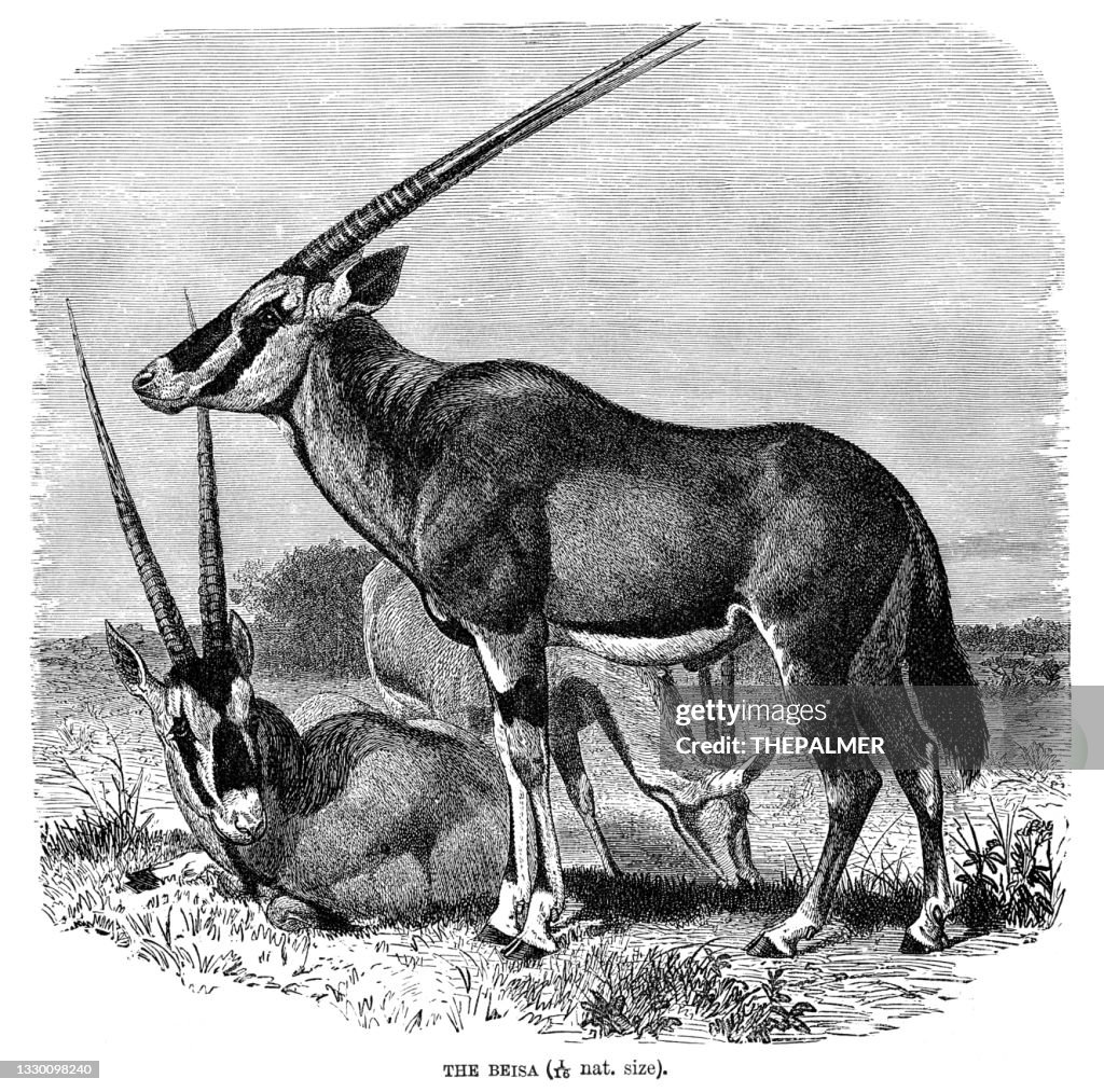 Beisa Oryx antelope engraving 1896