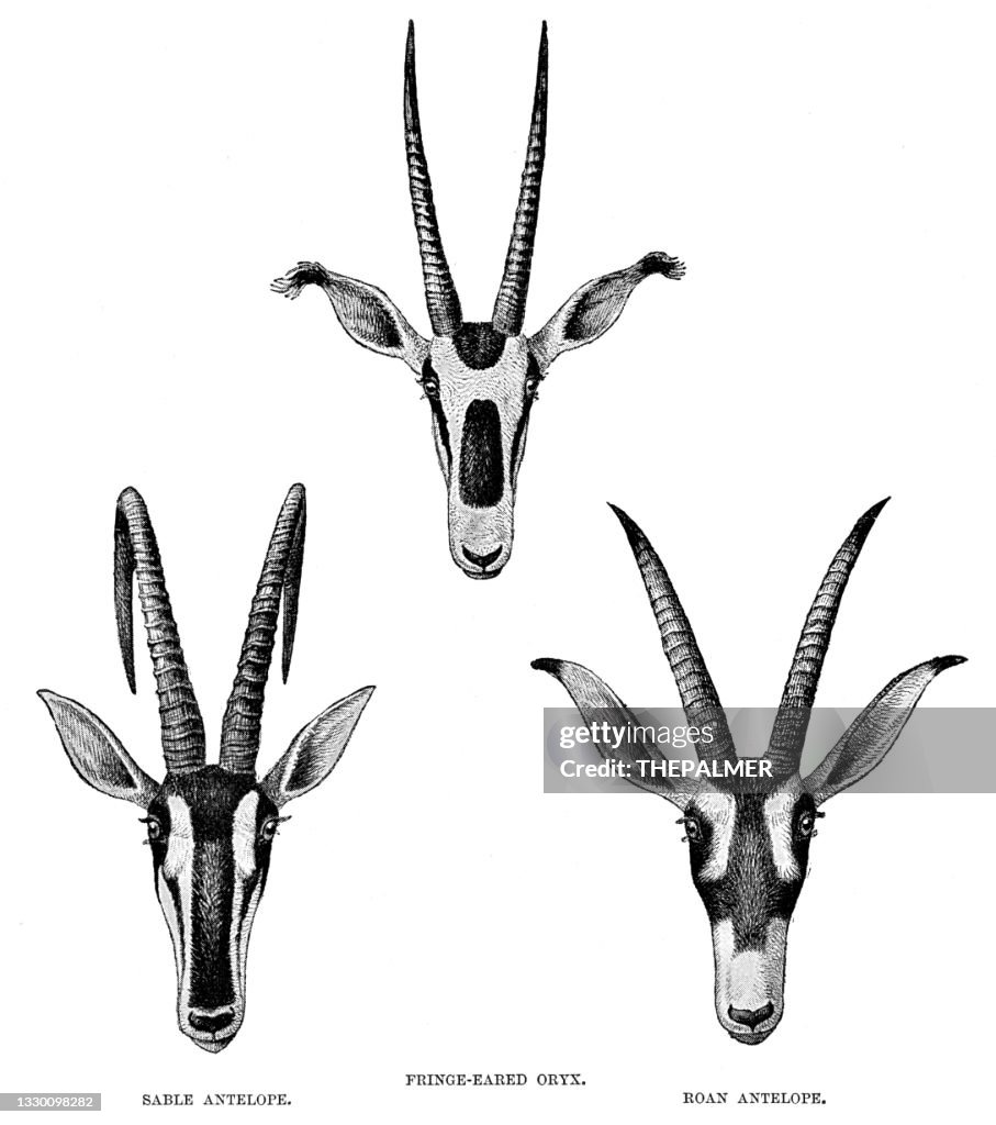 Antelopes heads engraving 1896