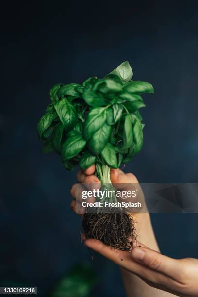 hands of woman gardener holding fresh basil ready for plating - indoor plant stock pictures, royalty-free photos & images