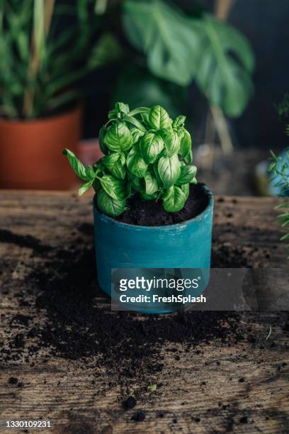 fresh basil in a flower pot - basil stock pictures, royalty-free photos & images