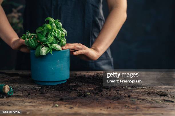 mulher irreconhecível jardineiro plantando manjericão fresco em um pote - green fingers - fotografias e filmes do acervo