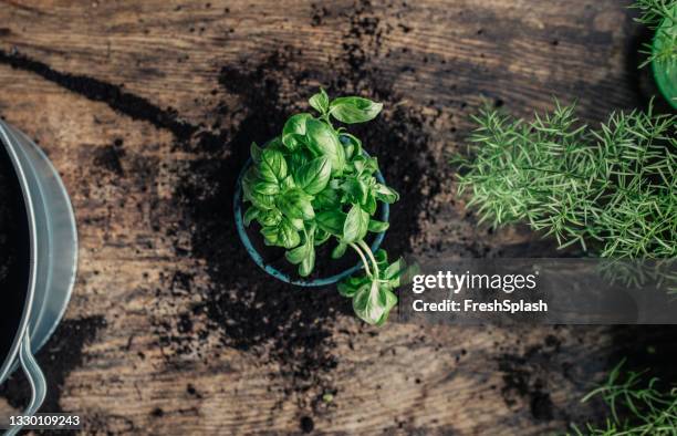 table top view of fresh basil in a pot - basil sellers stock pictures, royalty-free photos & images