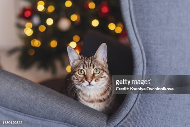 british kitten, christmas and new year, portrait cat on a studio color background - cat with red hat foto e immagini stock