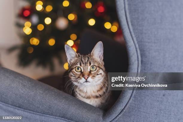 british kitten, christmas and new year, portrait cat on a studio color background - cat studio shot stock pictures, royalty-free photos & images