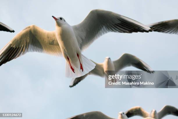 flying gulls - black headed gull stock pictures, royalty-free photos & images