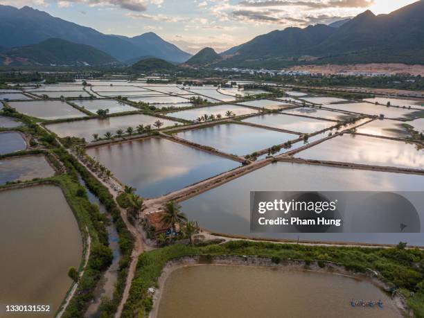 tiger shrimp farm lake in nha trang city - stor räka bildbanksfoton och bilder