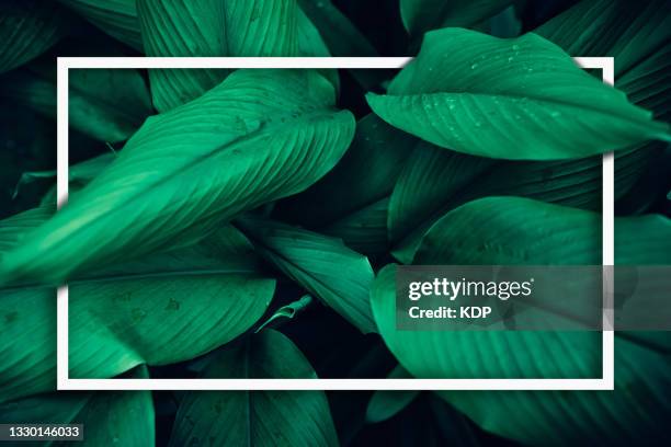 green leaves pattern background with texting frame, natural lush foliages of leaf texture backgrounds. - border flower garden stock pictures, royalty-free photos & images