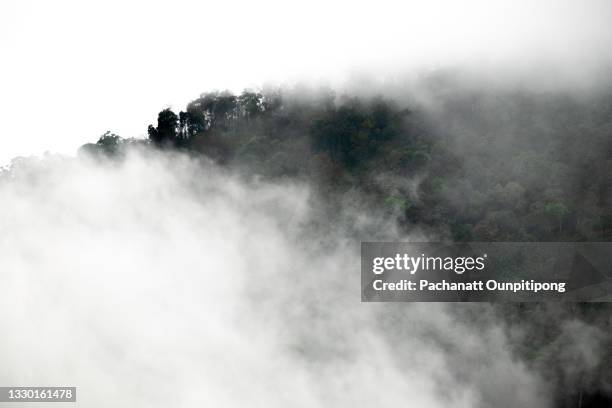 forest on mountain hiding in the mist at phu langka in phayao province in northern thailand - tropical rainforest stock pictures, royalty-free photos & images